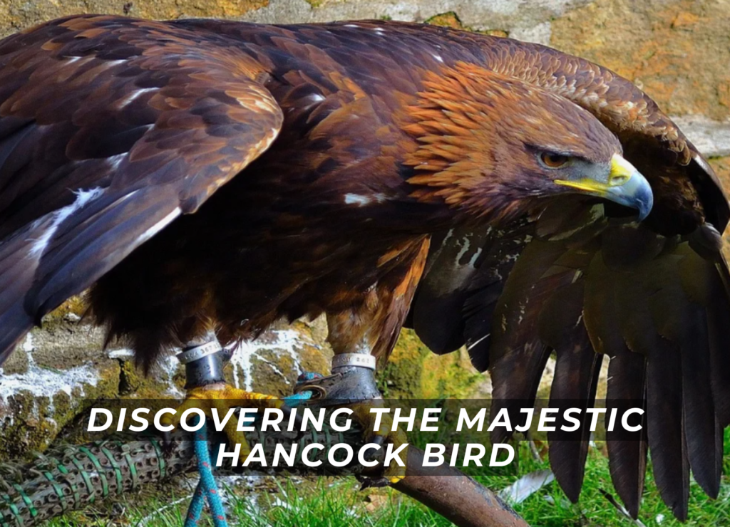 Discovering the Majestic Hancock Bird